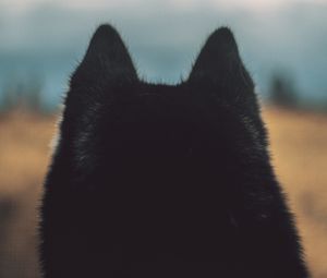 Preview wallpaper dog, ears, fur