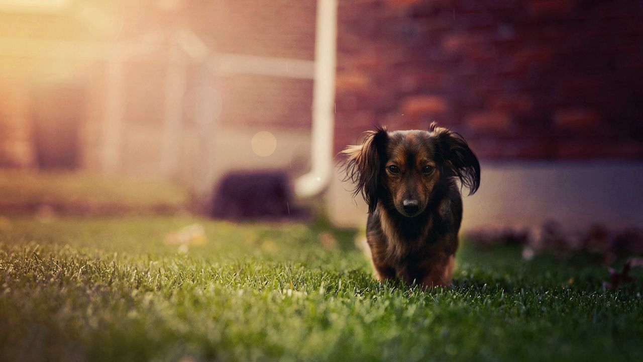 Wallpaper dog, ears, grass, walk