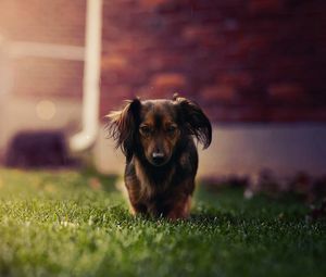 Preview wallpaper dog, ears, grass, walk