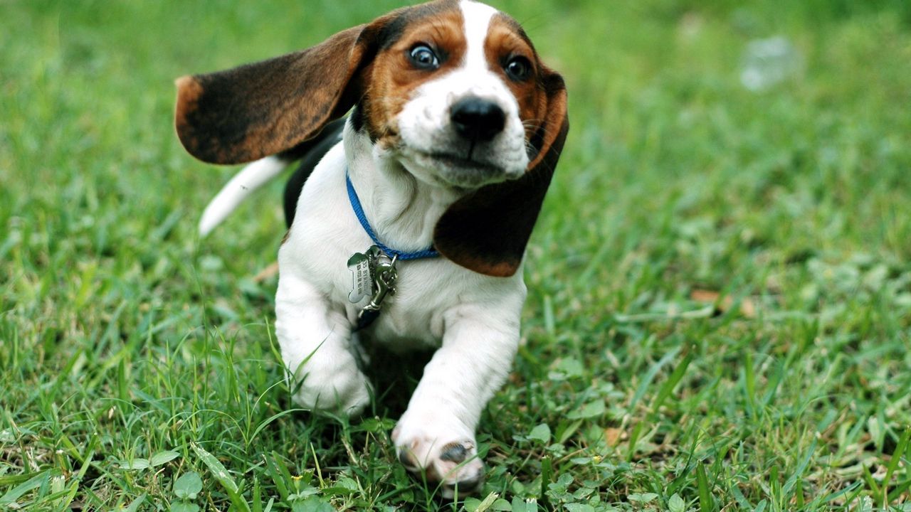 Wallpaper dog, ears, run, grass