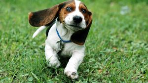 Preview wallpaper dog, ears, run, grass