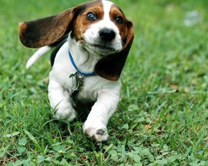 Preview wallpaper dog, ears, run, grass