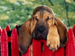 Preview wallpaper dog, ears, sleep, fence, brown