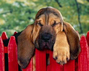 Preview wallpaper dog, ears, sleep, fence, brown