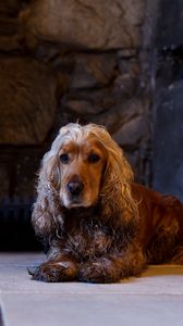 Preview wallpaper dog, english cocker spaniel, cocker spaniel