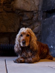 Preview wallpaper dog, english cocker spaniel, cocker spaniel