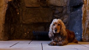 Preview wallpaper dog, english cocker spaniel, cocker spaniel