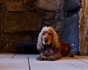 Preview wallpaper dog, english cocker spaniel, cocker spaniel