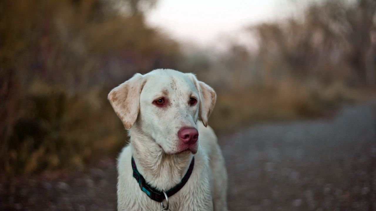 Wallpaper dog, eyes, collar, labrador
