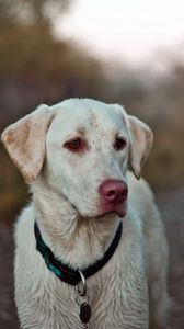 Preview wallpaper dog, eyes, collar, labrador