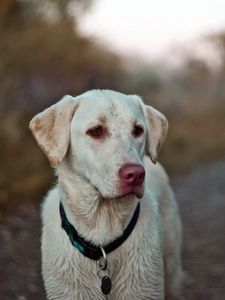 Preview wallpaper dog, eyes, collar, labrador