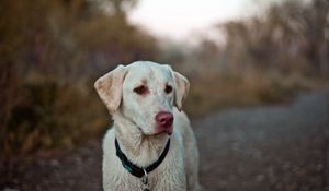 Preview wallpaper dog, eyes, collar, labrador