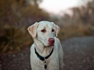Preview wallpaper dog, eyes, collar, labrador