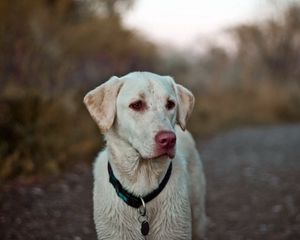 Preview wallpaper dog, eyes, collar, labrador