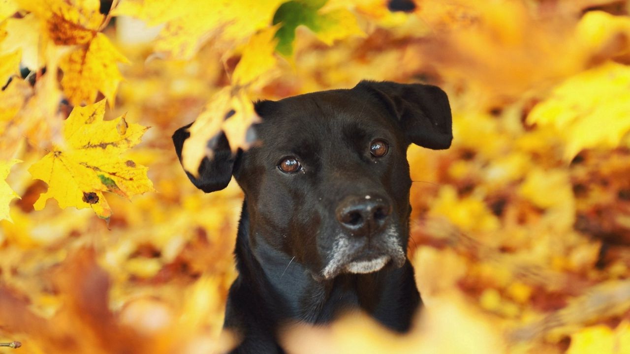 Wallpaper dog, eyes, fall