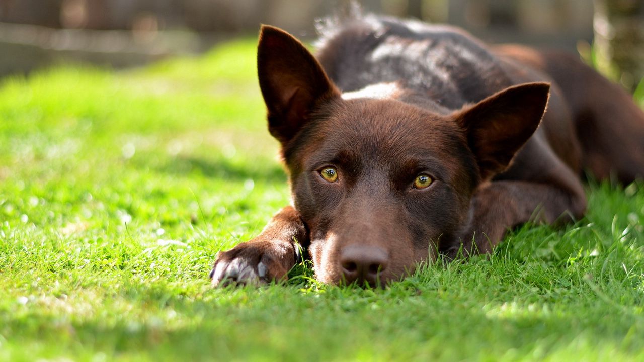 Wallpaper dog, eyes, field, summer