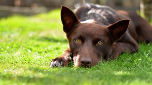 Preview wallpaper dog, eyes, field, summer