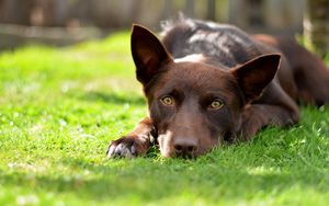 Preview wallpaper dog, eyes, field, summer