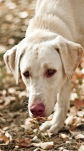 Preview wallpaper dog, eyes, friend, leaves, autumn