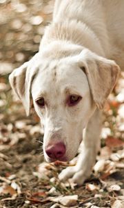 Preview wallpaper dog, eyes, friend, leaves, autumn