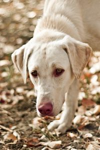 Preview wallpaper dog, eyes, friend, leaves, autumn