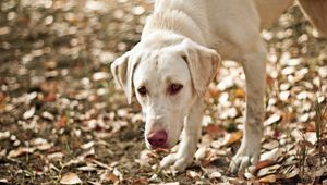 Preview wallpaper dog, eyes, friend, leaves, autumn