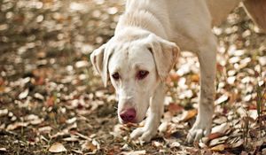 Preview wallpaper dog, eyes, friend, leaves, autumn