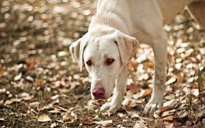 Preview wallpaper dog, eyes, friend, leaves, autumn