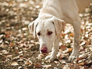 Preview wallpaper dog, eyes, friend, leaves, autumn