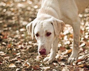 Preview wallpaper dog, eyes, friend, leaves, autumn