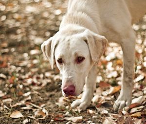 Preview wallpaper dog, eyes, friend, leaves, autumn