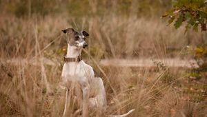 Preview wallpaper dog, eyes, friend, grass, leisure