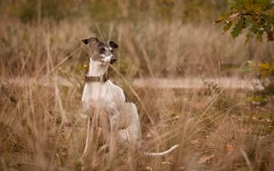 Preview wallpaper dog, eyes, friend, grass, leisure