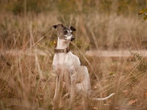 Preview wallpaper dog, eyes, friend, grass, leisure