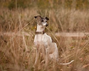 Preview wallpaper dog, eyes, friend, grass, leisure