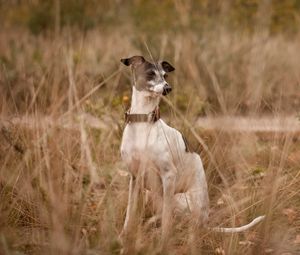 Preview wallpaper dog, eyes, friend, grass, leisure