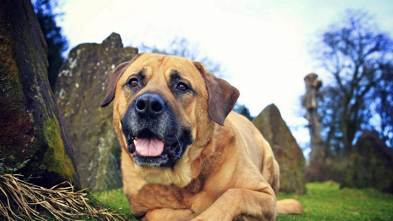 Wallpaper dog, eyes, friend, grass, leisure
