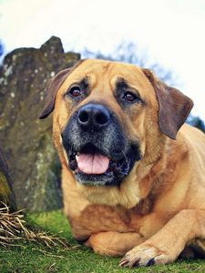 Preview wallpaper dog, eyes, friend, grass, leisure