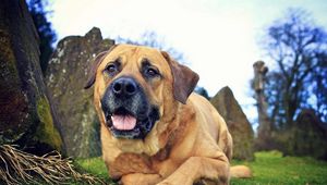 Preview wallpaper dog, eyes, friend, grass, leisure