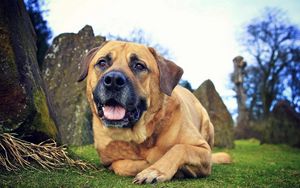 Preview wallpaper dog, eyes, friend, grass, leisure