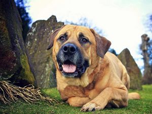 Preview wallpaper dog, eyes, friend, grass, leisure