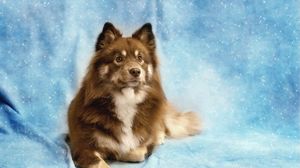 Preview wallpaper dog, eyes, friend, shine