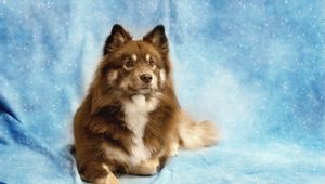 Preview wallpaper dog, eyes, friend, shine
