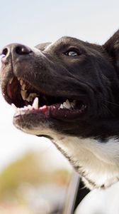 Preview wallpaper dog, face, car, wind