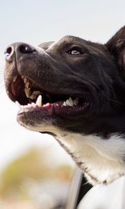 Preview wallpaper dog, face, car, wind