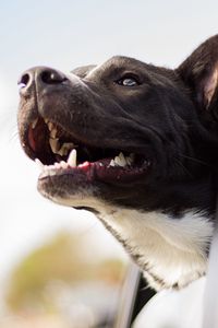 Preview wallpaper dog, face, car, wind