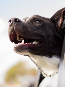 Preview wallpaper dog, face, car, wind