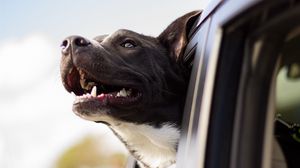 Preview wallpaper dog, face, car, wind