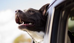 Preview wallpaper dog, face, car, wind