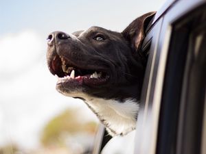 Preview wallpaper dog, face, car, wind